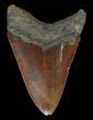 Serrated, Fossil Megalodon Tooth - Red Tooth #66200-1